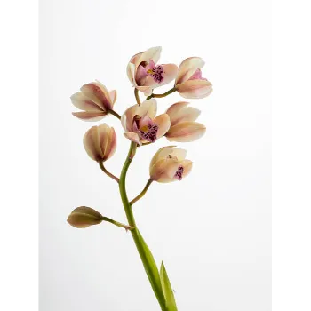 Cream Orchid Flower